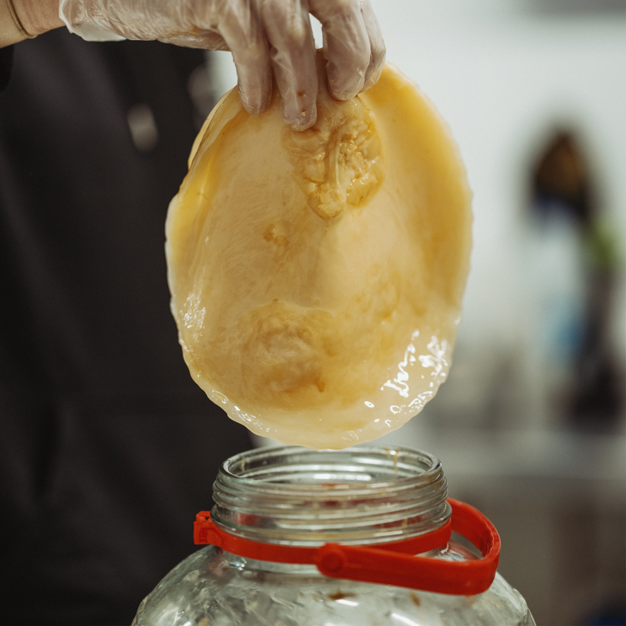 scoby being pulled out of a jar