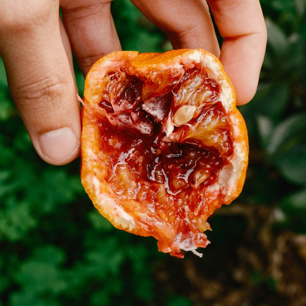 Carmelo's Blood Orange Kombucha